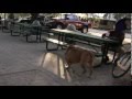 videos de Tyson's UKC Video