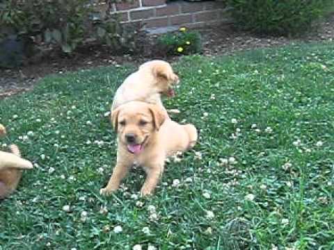 Yellow Lab Puppies For Sale In Pennsylvania