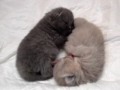 britisch-kurzhaar-kitten