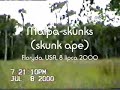 Małpa-skunks (skunk ape) - Floryda, USA, 8 lipca 2000