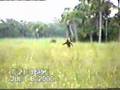 Małpa-skunks (skunk ape) - Floryda, USA, 8 lipca 2000