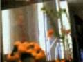 My goldfish pukah and Neely (with music)