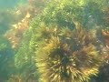 Mcabee Beach Dive 04/26/2008