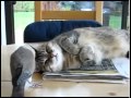 Dove Ruins Cat Nap_(360p).flv