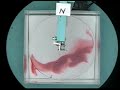 Experiment XIII: Ocean Gyres