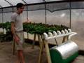 Hydroponic Lettuce Gardening Made Easy