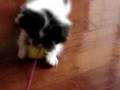 Japanese Chin video