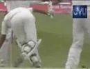 Inzamam Hit Wicket
