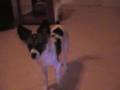 Obama Puppy - Barack makes me want to dance!