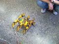 Hormiga guiada por infrarrojos