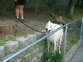 Howling Wolf