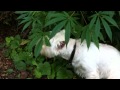 Charlie the dog eats Cannabis