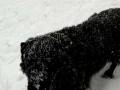 videos de Daisy snow dance Feb 2008
