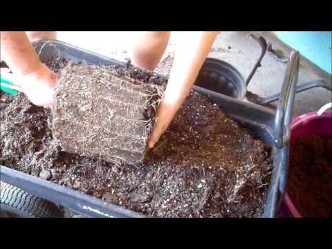 how to replant plumerias