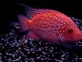 red texas cichlid III