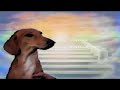 A tribute to my dead Daschund pet