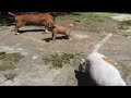 A tribute to my dead Daschund pet
