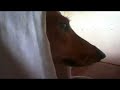 A tribute to my dead Daschund pet
