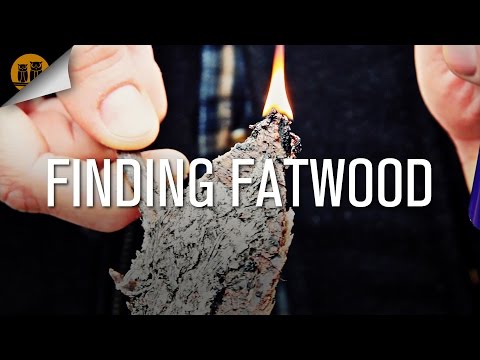 how to collect pine pitch