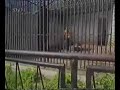 Apropo TV - komunista v ZOO Apropo TV - komunista v ZOO