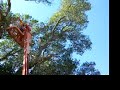 Oak tree part 4