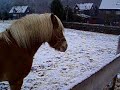 Horse mouth Horse mouth