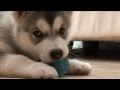 Cutest Puppy Ever - Alaskan Malamute playing with, and feeding from mummy Malamute