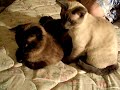 Toulouse and Guinness