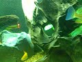 community tank in a 8 footers