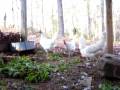 videos de Chickens eating salad