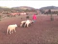 Chamane stage troupeau larzac
