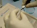 Zebrafish genotyping