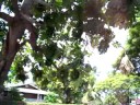 Breadfruit Discovery