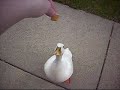 Goose Jumping for Food Goose Jumping for Food