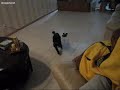 Dog vs. Scalpel