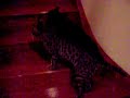 Savannah vs. Bengal Cat Round 3 Savannah vs. Bengal Cat Round 3