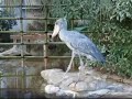 Shoebill-1    Preying !!