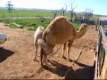 ラクダ動画