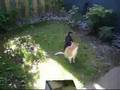 Affenpinscher video