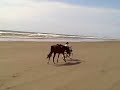 Bicycle, Horse, and Beach