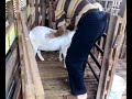Rahsia Kambing.com bunting lagi
