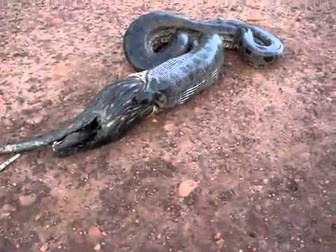 Anaconda vomit un raton laveur Impressionnant Anaconda vomit un raton laveur Impressionnant
