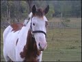Shilo Park--2 Mares 4 SALE