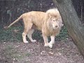 White lions