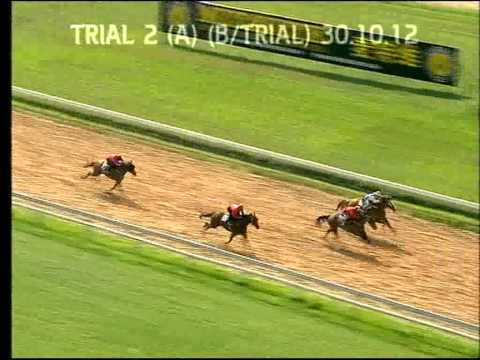 paddy power cheltenham