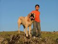 Kurdish Shepherd Dog \"Kangal\" The Anatolian Lion