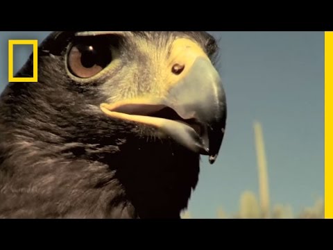 Harris's Hawks vs. Jackrabbit