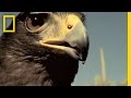 Harris's Hawks vs. Jackrabbit