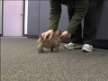2010-05-04 | Handsome_large.wmv ~> . Born March 9, 2010, New Brunswick, Canada ... "norwich terrier" TriNor "trinor just call me handsome" norwich pets dogs "home video" puppy "pet ... ()