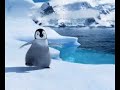 te quiero - niga
